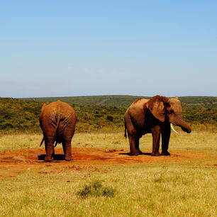 Zuid-Afrika-Addo-Olifanten2