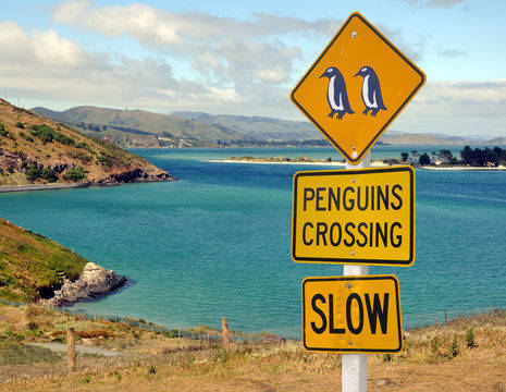 Nieuw-Zeeland-Otago-Peninsula-5