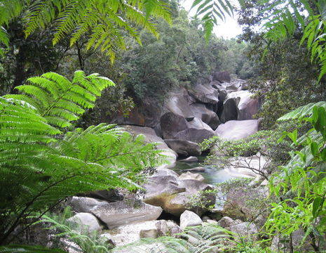 Australie-Atherton-Tablelands-jungle_1_560147
