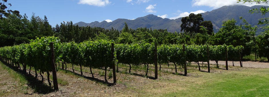 De wijnranken in de Kaapse-wijnlanden, Zuid-Afrika
