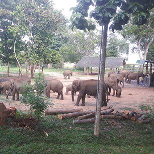 Sri-Lanka-Udawalawe-National-Park-olifantenweeshuis