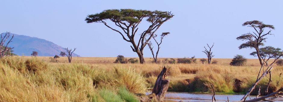 Tanzania-Serengeti-Ruime-vlakte