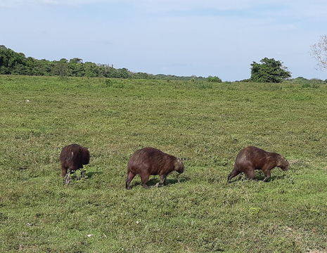 Colombia-Los-Llanos-capibarafamilie