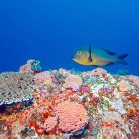Kleurrijk onderwaterwereld Gili eilanden