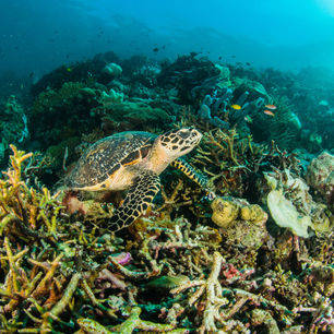 Indonesie-Sulawesi-Bunaken-onderwater83_1_219587