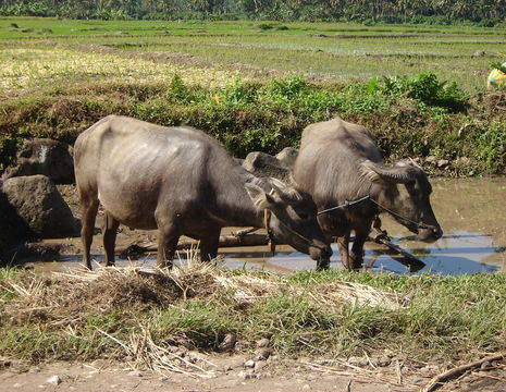 Indonesie-Java-buffels