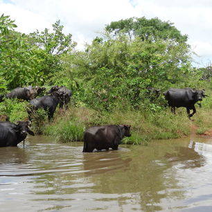 Sri-Lanka-Anuradhapura-waterbuffels_1