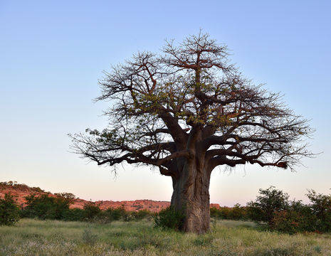 Limpopo Mapungubwe NP baobab (12)
