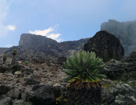Tanzania-Kilimanjaro-Uitzicht_1_423277