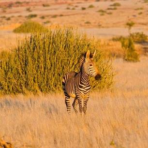 zebra in savanne(10)
