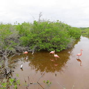 Flamingo’s in de mangrove op Isabela