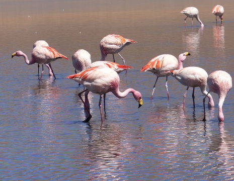 Flamingos-Uyuni-Bolivia