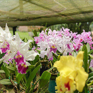 Orchideeën in Manizales