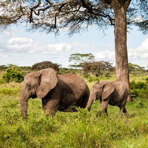 Tanzania-Serengeti-olifanten1_1_422631