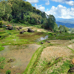 Indonesie-Sulawesi-Torajaland-Rijstvelden