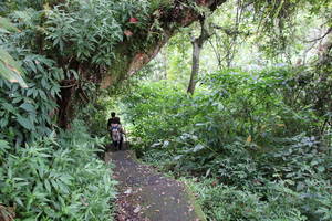 Midden Bali: Deep Jungle Trekking