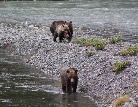 Canada-Vancouver-Island-Campbell-River-Grizzly_1_506481