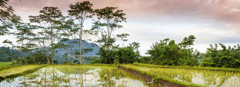 Schitterende rijstvelden in Sidemen