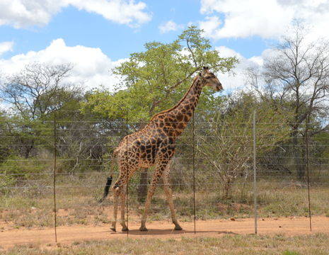 Kapama-Giraffe