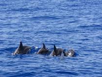 Zuid-Bali: Dolfijnentocht