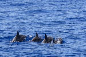 Zuid-Bali: Dolfijnentocht